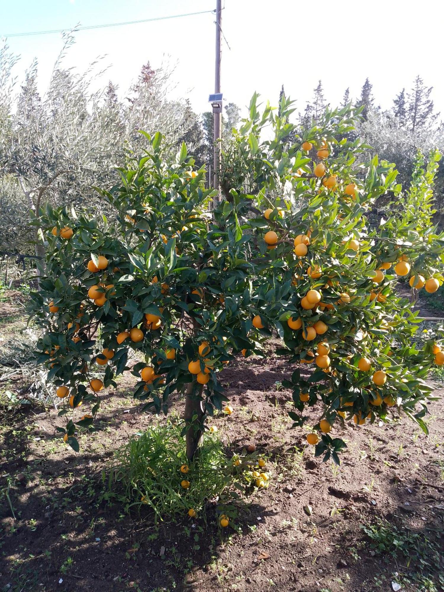 Le Casette Di Nonna Rosa In Fontanarossa Catania Airport 外观 照片